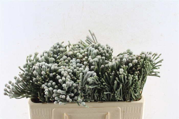 <h4>Kaaps Silver Brunia</h4>