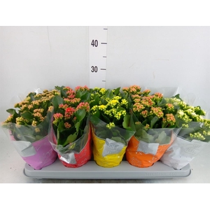 Kalanchoe blos. 'Perfecta'  ..mix 5
