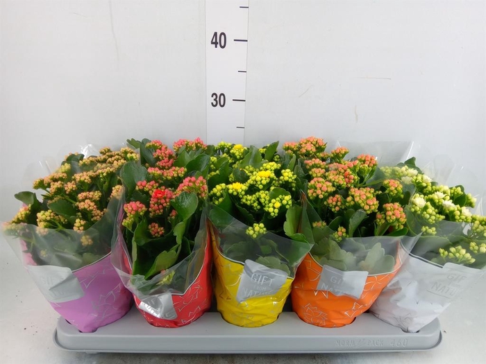 <h4>Kalanchoe blos. 'Perfecta'  ..mix 5</h4>
