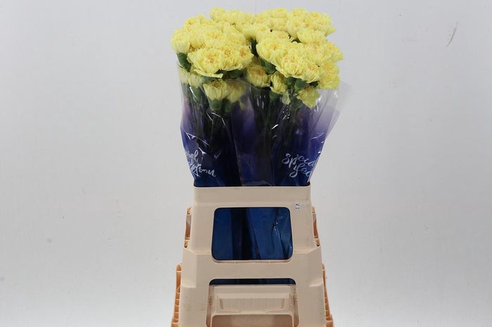<h4>Di St Hermes Yellow hi</h4>