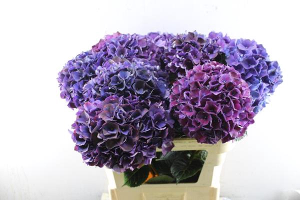 <h4>Hydr M Mag Ruby Aubergine L 80</h4>
