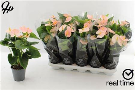 <h4>Anthurium (Andreanum Grp) Spirit</h4>