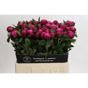 Paeonia Red Sarah Bernhardt