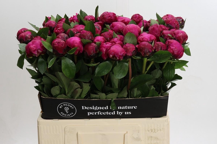 <h4>Paeonia Red Sarah Bernhardt</h4>