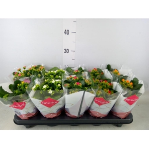 Kalanchoe blos.   ..mix 6