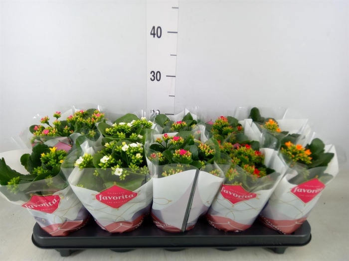 <h4>Kalanchoe blos. ..mix 6</h4>