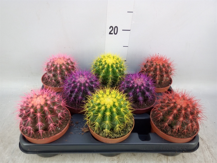 <h4>Echinocactus grusonii</h4>