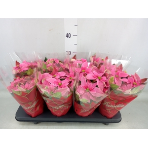 Euphorbia pulc. 'Princ Pink'