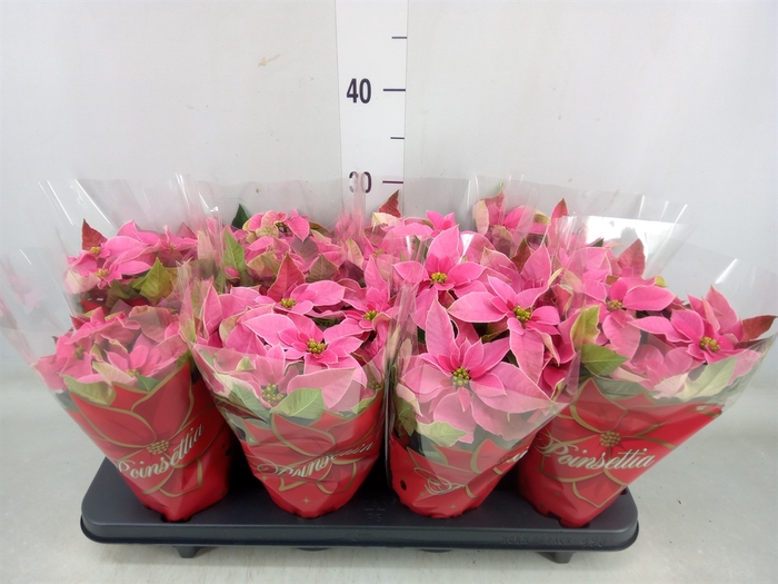 <h4>Euphorbia pulc. 'Princ Pink'</h4>