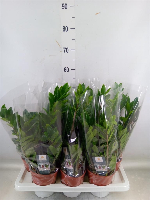 <h4>Zamioculcas zamiifolia</h4>