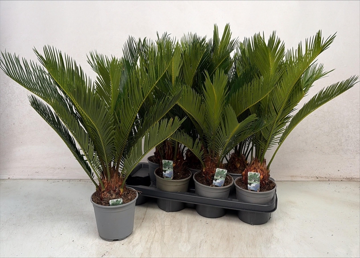 <h4>CYCAS REVOLUTA</h4>