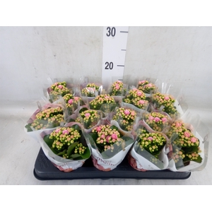 Kalanchoe blos. 'RosDon Alano'