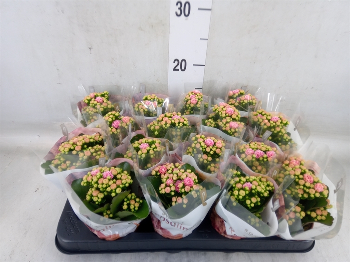 <h4>Kalanchoe blos. 'RosDon Alano'</h4>