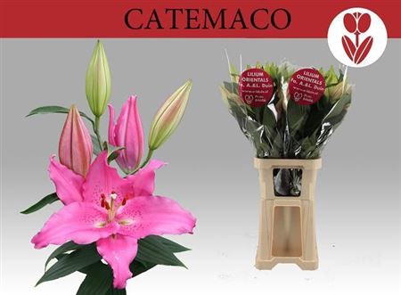 <h4>Li Or Catemaco</h4>