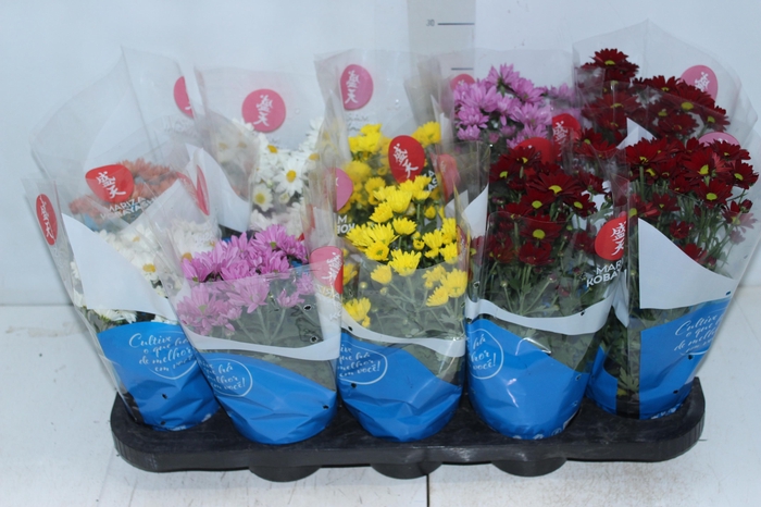 <h4>CRISANTEMO MINI P11</h4>