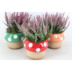 arr4 Outdoor PL - Ker. paddenstoel stippel x3