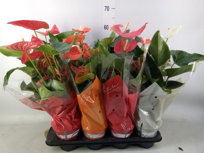 <h4>Anthurium   ...mix 4</h4>