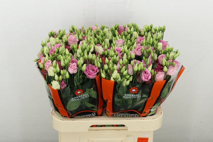 <h4>Eus G Rosi Rose Pink</h4>