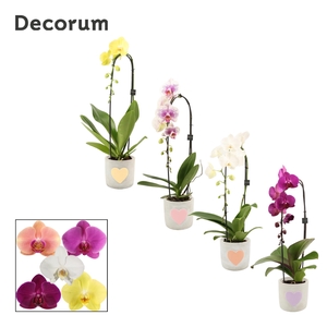 PHAL GEM 4 KL