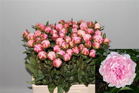 <h4>Paeonia Sarah Bernhardt A2</h4>