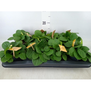 Peperomia albov. 'Rana Verde'