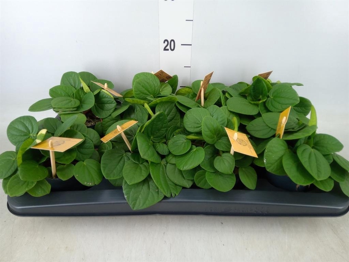 <h4>Peperomia albov. 'Rana Verde'</h4>