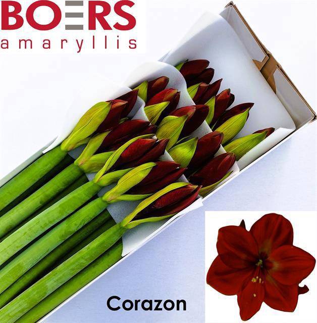 <h4>HIPP GA CORAZON</h4>