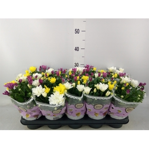 Chrysanthemum   ..mix/pot