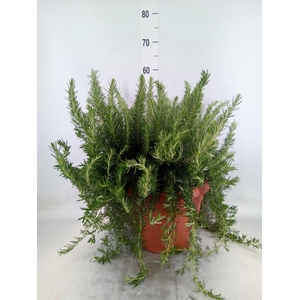 Rosmarinus offi. 'Prostratus'