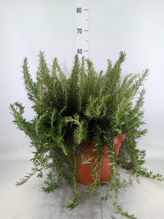 <h4>Rosmarinus offi. 'Prostratus'</h4>