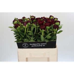 Paeonia Old Faithful