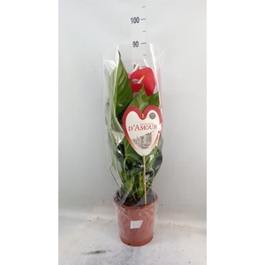 Anthurium andr. 'Red Bull'