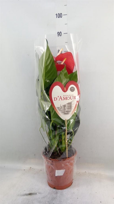<h4>Anthurium andr. 'Red Bull'</h4>
