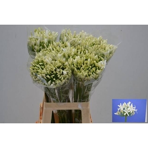 AGAP EYFORI WHITE