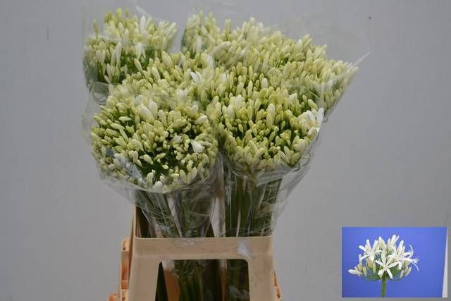 AGAP EYFORI WHITE