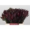 Leucadendron Saf Sunset Dark Red