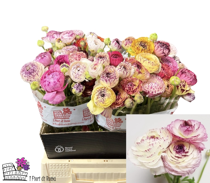 <h4>RAN AAZUR PI STRIPE</h4>