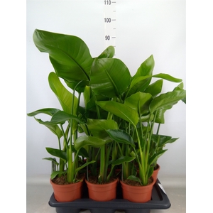 Strelitzia nicolai