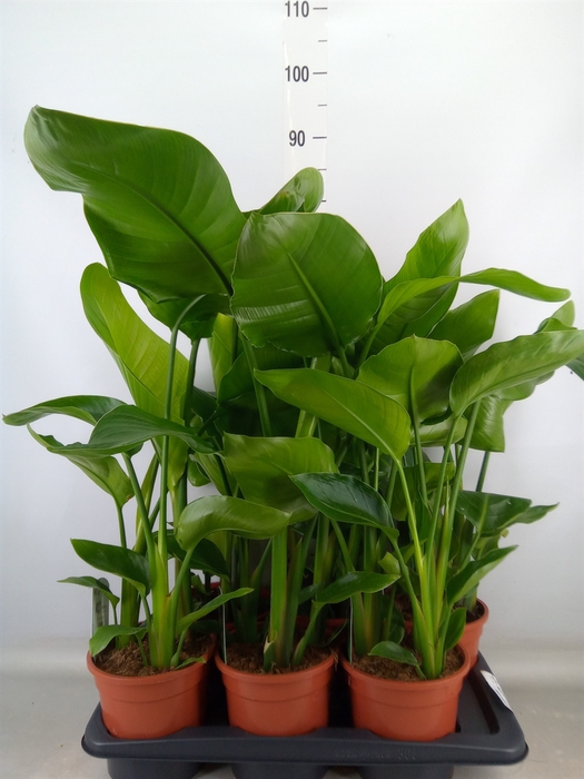 <h4>Strelitzia nicolai</h4>