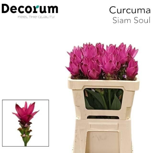 <h4>CURC AL SIAM SOUL</h4>