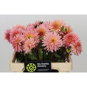 DAHLIA PREFERENCE*