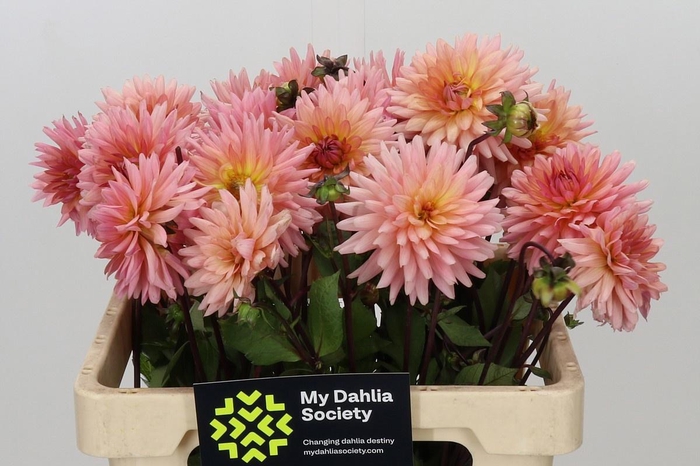 <h4>DAHLIA PREFERENCE*</h4>