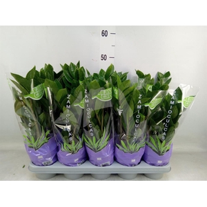 Zamioculcas zamiifolia