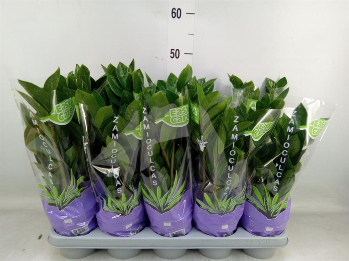 <h4>Zamioculcas zamiifolia</h4>