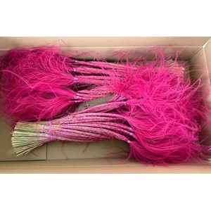 Df Stypha 60cm Bs Cerise