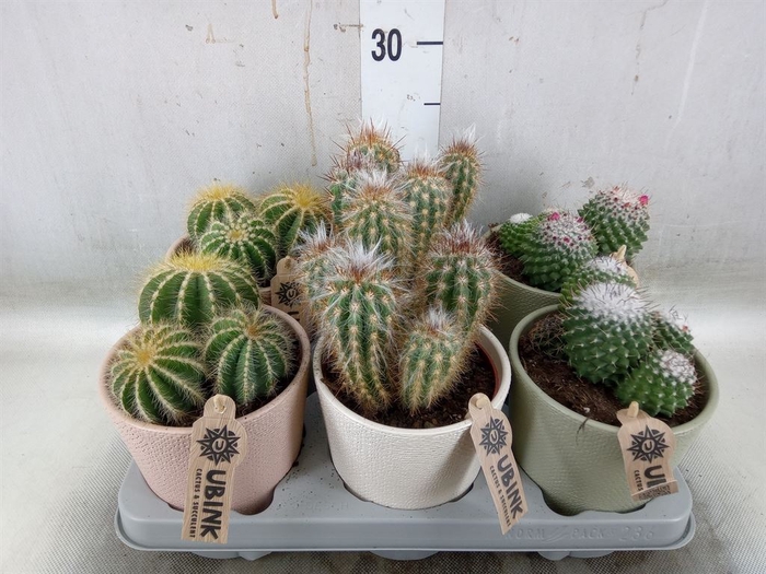 <h4>Cactus   ...mix</h4>