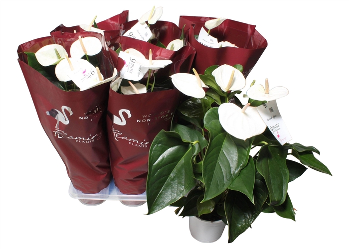 <h4>Anthurium  Flamingo White 17cm sierhoes</h4>