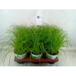 Cyperus alternifolius 'Zumula'