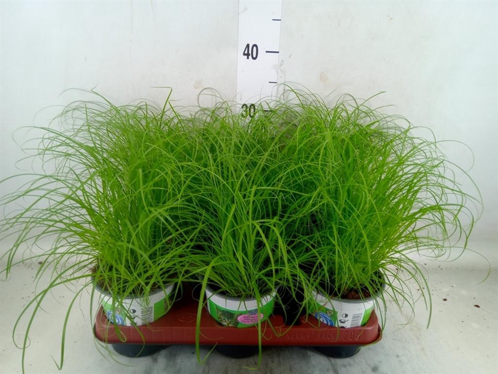 <h4>Cyperus alternifolius 'Zumula'</h4>