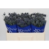 Eryngium Blue Dynamite